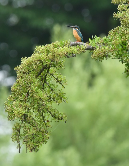 今日は鳥ウン良く_c0205858_15531369.jpg