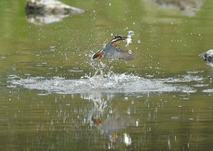 今日は鳥ウン良く_c0205858_15570117.jpg