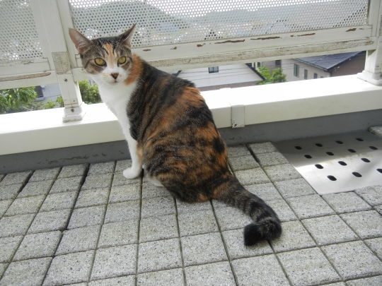 ′17,6,29(木)夏の花散歩と海沿いの街シベニクへ㉔!_f0060461_10282458.jpg