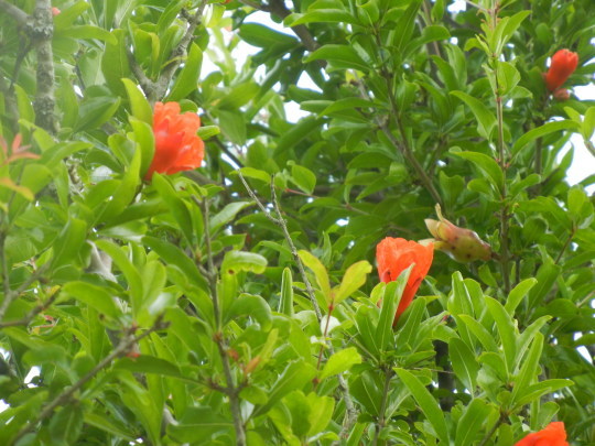 ′17,6,29(木)夏の花散歩と海沿いの街シベニクへ㉔!_f0060461_10341499.jpg