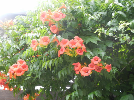 ′17,6,29(木)夏の花散歩と海沿いの街シベニクへ㉔!_f0060461_10381997.jpg