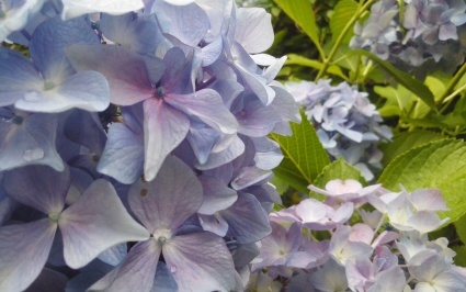紫陽花づくし…_b0368362_19455938.jpg