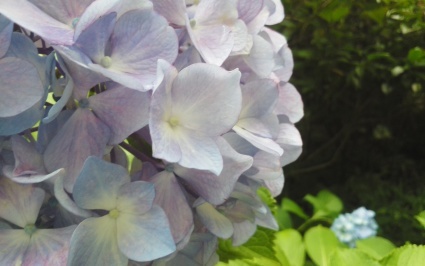 紫陽花づくし…_b0368362_19484743.jpg