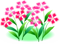 ナデシコ Pink White Love ナデシコ Pink White Love