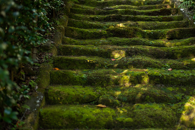 鎌倉 杉本寺 苔階段 もうひとつのrevoir
