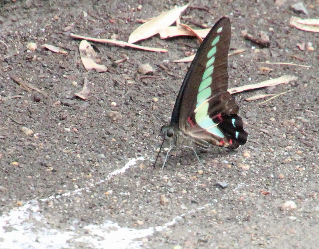 b0320769_16375230.jpg