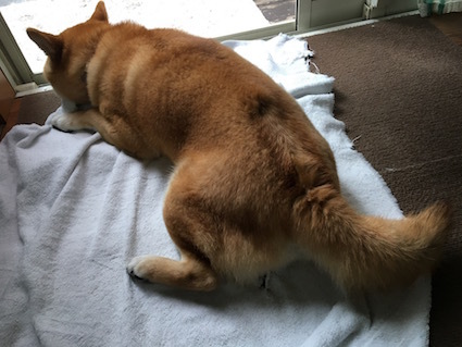 尻尾の アトリエkotori のほほん柴犬日和