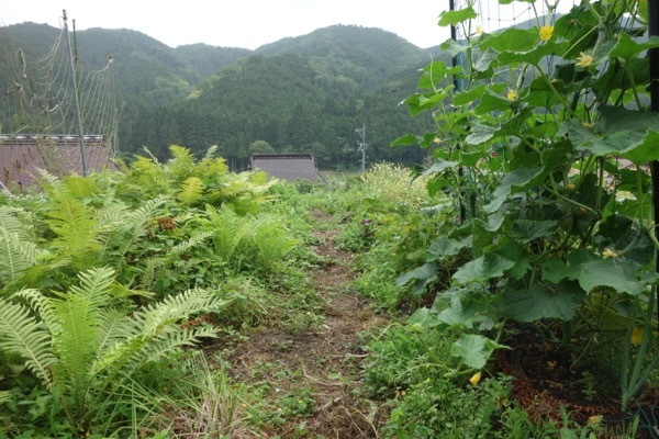 雨がよく降る_c0173882_20060309.jpg