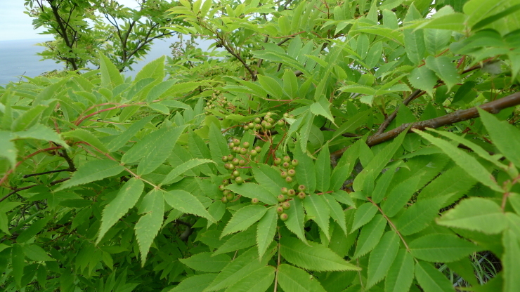c0212083_18262035.jpg