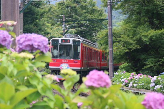 箱根・大平台（2017.06.29）_a0216884_18583544.jpg