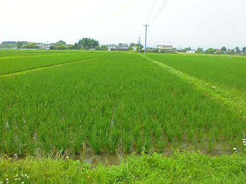 6月29日の田んぼ(上目黒小・枝野小) _d0247484_15315984.jpg