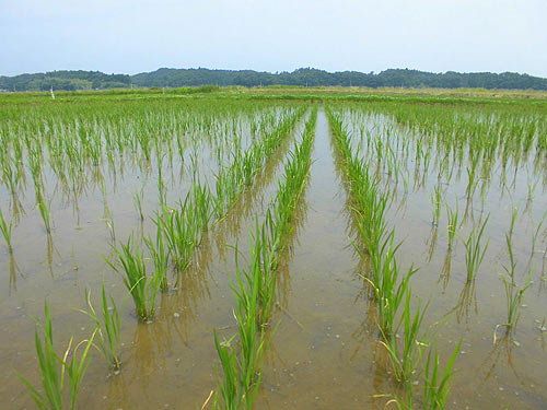 6月29日の田んぼ(目黒角田絆交流田) _d0247484_16222831.jpg