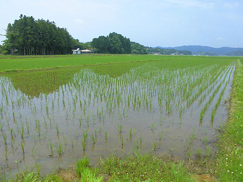 6月29日の田んぼ(目黒角田絆交流田) _d0247484_16261399.jpg