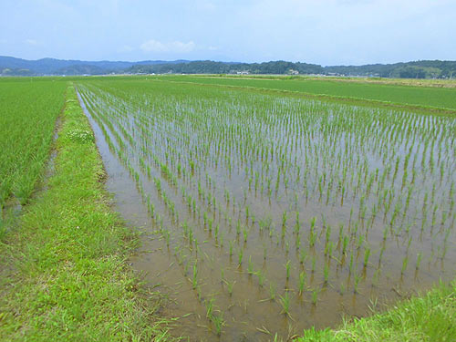 6月29日の田んぼ(目黒角田絆交流田) _d0247484_1631879.jpg