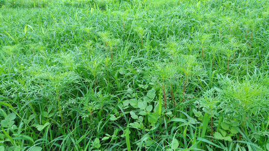 f0053885_20110454.jpg