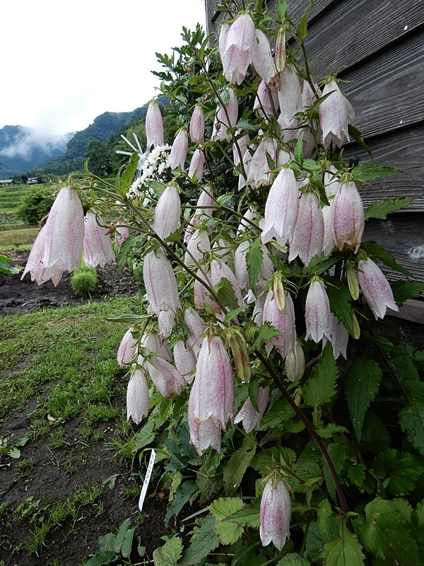 阿蘇の花菖蒲_f0357487_16155704.jpg