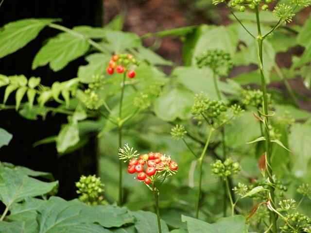 阿蘇の花菖蒲_f0357487_16351760.jpg