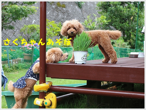 ある日のお庭でランランラン、つかの間の曇り空、貴重な時間、ねねちゃんいらっしゃ~い_b0175688_22293865.gif