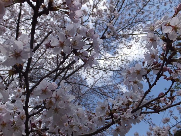 桜♪♪・・・6染井吉野_a0223690_1125760.jpg