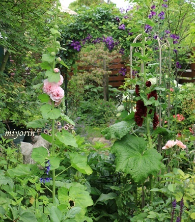 ゆりのニンフ♪　梅雨の庭に咲くお花たち(^.^)_a0123003_08190636.jpg