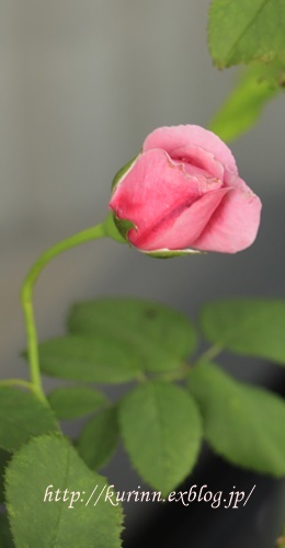 a0123003_22454839.jpg