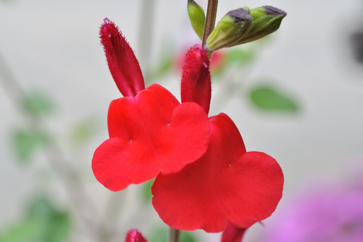 ホットリップスの花いろいろ Yama10フォトライフ ホットリップスの花いろいろ Yama10フォトライフ