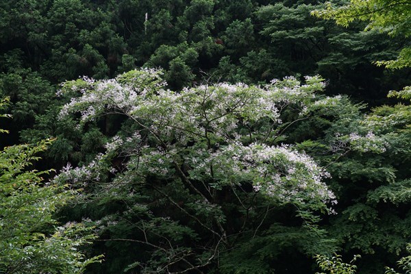 ユクノキの花を見に行って来ました。_d0272107_22352655.jpg