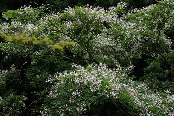 ユクノキの花を見に行って来ました。_d0272107_22353206.jpg