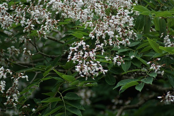 ユクノキの花を見に行って来ました。_d0272107_22354518.jpg