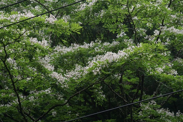 ユクノキの花を見に行って来ました。_d0272107_22360028.jpg