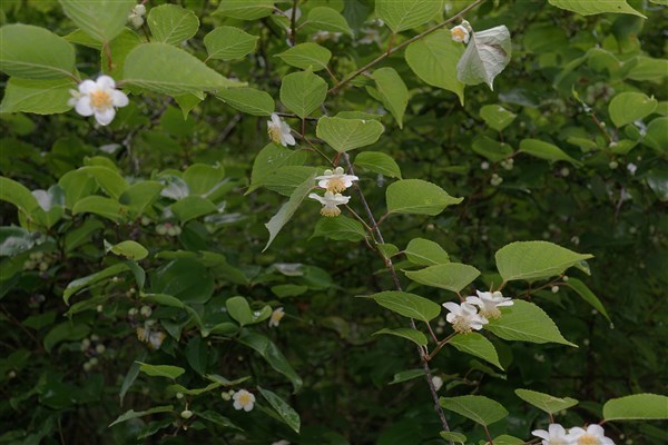 ユクノキの花を見に行って来ました。_d0272107_22573921.jpg