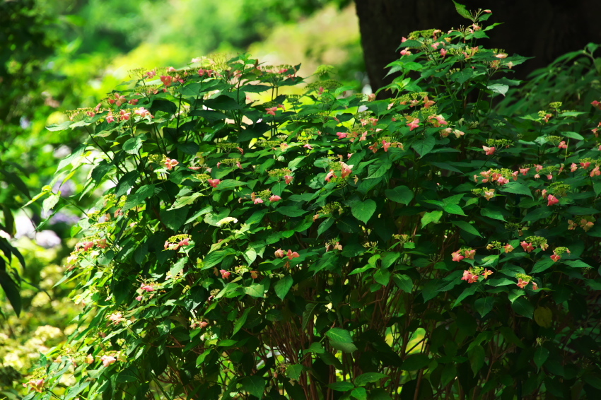 豊島園の紫陽花3_a0263109_11133667.jpg