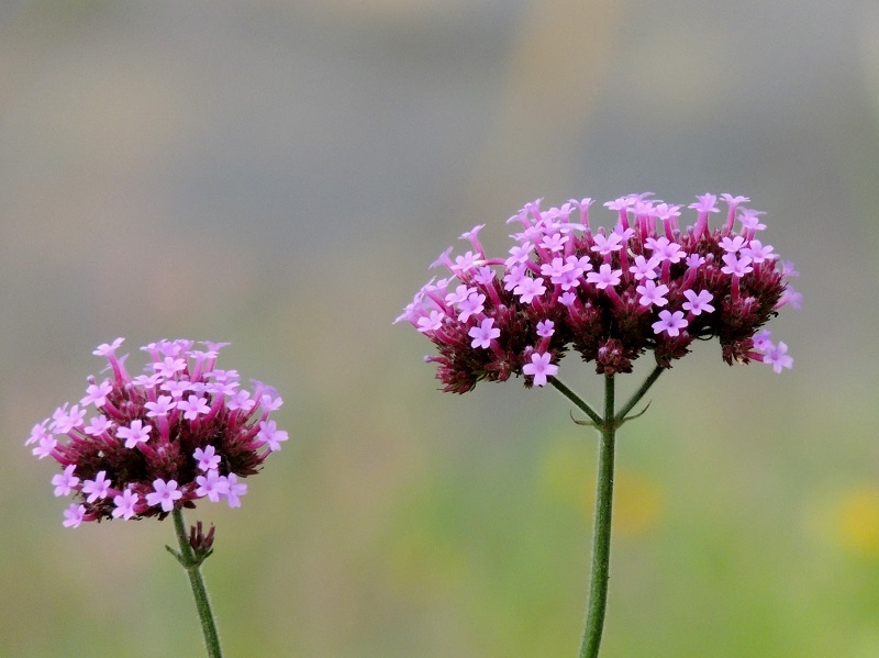 ヤナギハナガサ 柳花笠 椿壽菴だより