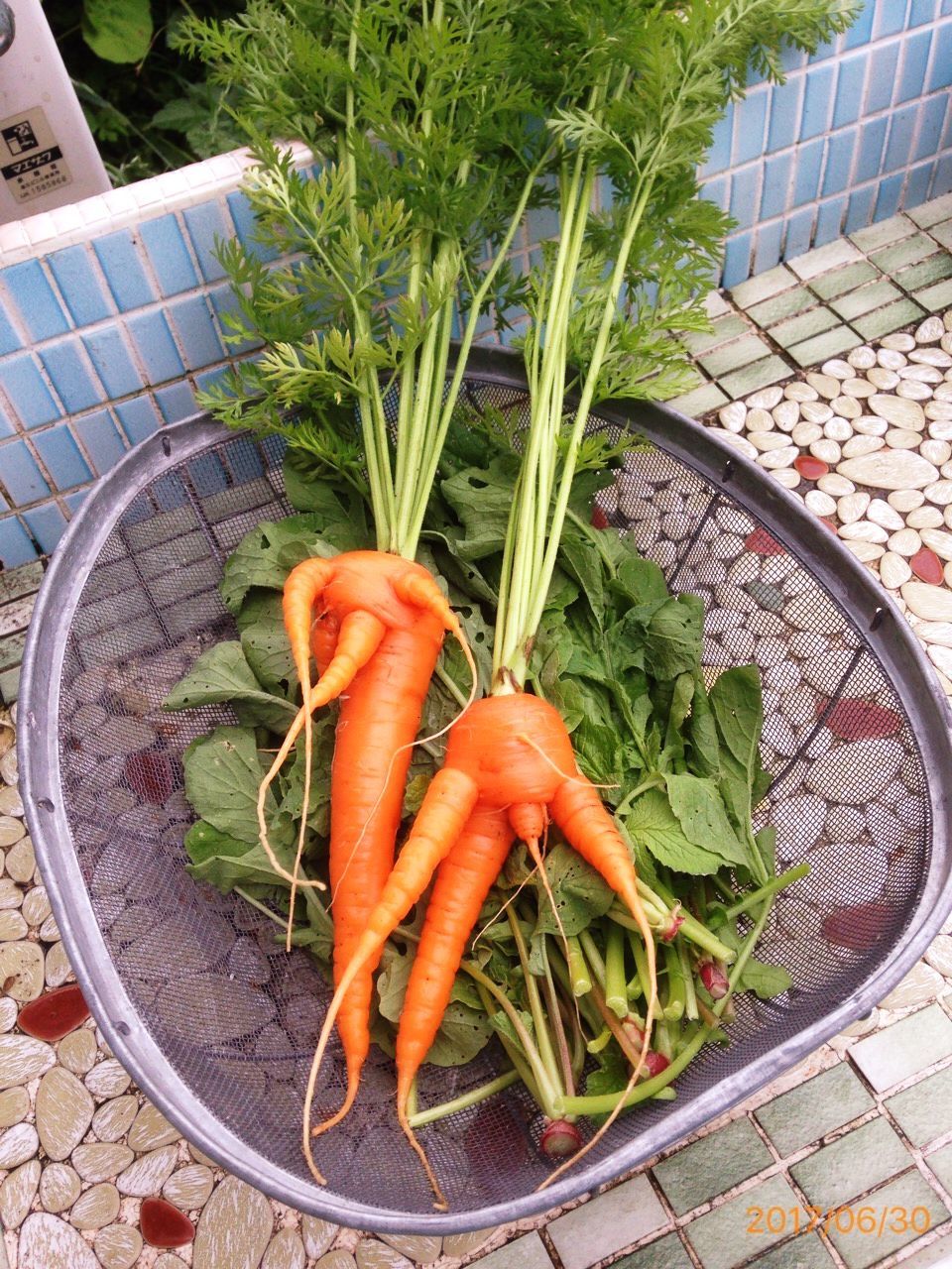 苗づくりして定植したニンジンがホラー と稲っこの成長 と今日のお弁当 にじまる食堂 にじまる農園