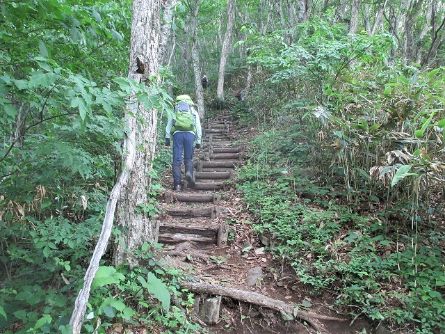 上信越　平標山でハクサンイチゲの群落をみる　　　　Mount Tairapyo in Jōshin\'etsu-kōgen NP_f0308721_16333972.jpg