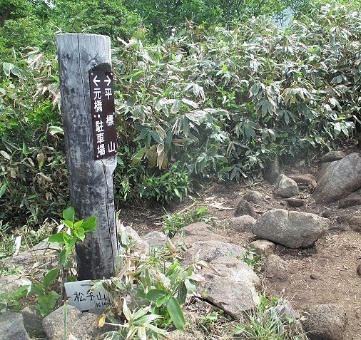 上信越　平標山でハクサンイチゲの群落をみる　　　　Mount Tairapyo in Jōshin\'etsu-kōgen NP_f0308721_16373194.jpg