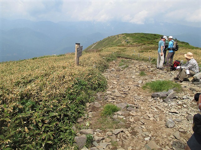 上信越　平標山でハクサンイチゲの群落をみる　　　　Mount Tairapyo in Jōshin\'etsu-kōgen NP_f0308721_16412217.jpg