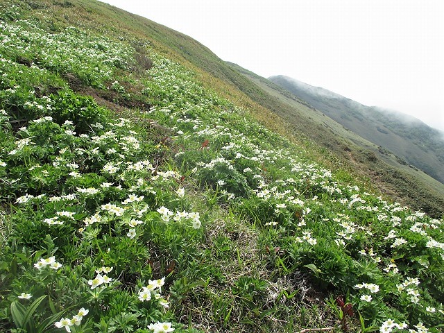 上信越　平標山でハクサンイチゲの群落をみる　　　　Mount Tairapyo in Jōshin\'etsu-kōgen NP_f0308721_16414665.jpg