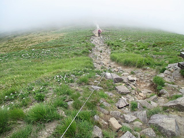 上信越　平標山でハクサンイチゲの群落をみる　　　　Mount Tairapyo in Jōshin\'etsu-kōgen NP_f0308721_16434530.jpg