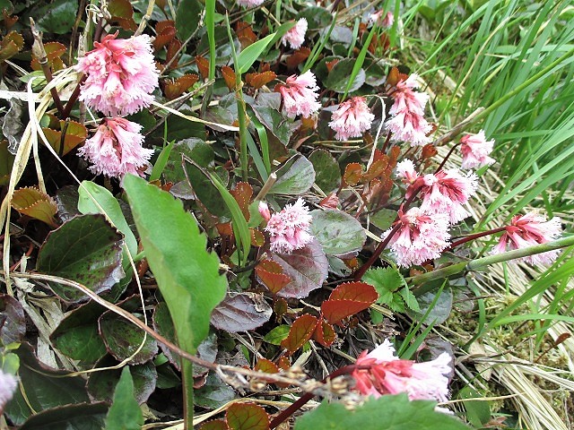 上信越　平標山でハクサンイチゲの群落をみる　　　　Mount Tairapyo in Jōshin\'etsu-kōgen NP_f0308721_16482861.jpg