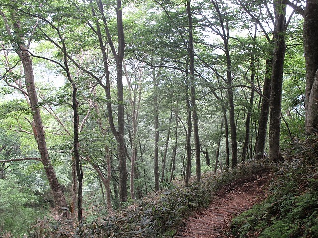 上信越　平標山でハクサンイチゲの群落をみる　　　　Mount Tairapyo in Jōshin\'etsu-kōgen NP_f0308721_16493974.jpg