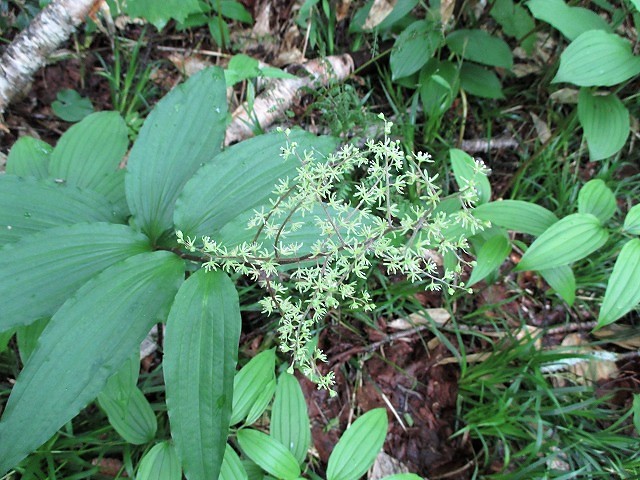 上信越　平標山でハクサンイチゲの群落をみる　　　　Mount Tairapyo in Jōshin\'etsu-kōgen NP_f0308721_16512657.jpg