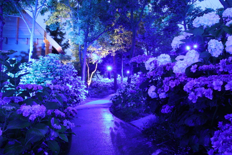 あじさい Night Walk ホテル ロッジ舞洲 司法書士 行政書士の青空さんぽ あじさい Night Walk ホテル ロッジ舞洲 司法書士 行政書士の青空さんぽ