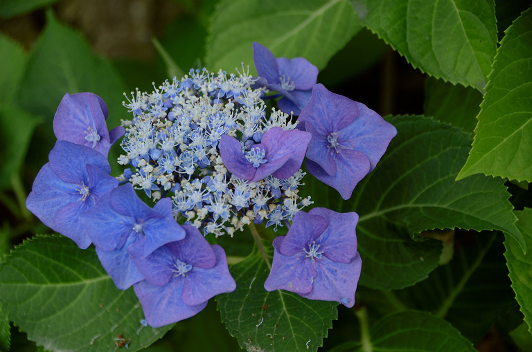 もりやま芦刈公園にて　 2017.6.26,29_d0073324_11072033.jpg