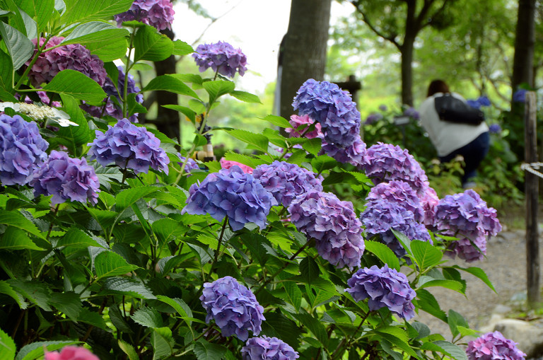 もりやま芦刈公園にて　 2017.6.26,29_d0073324_11074021.jpg