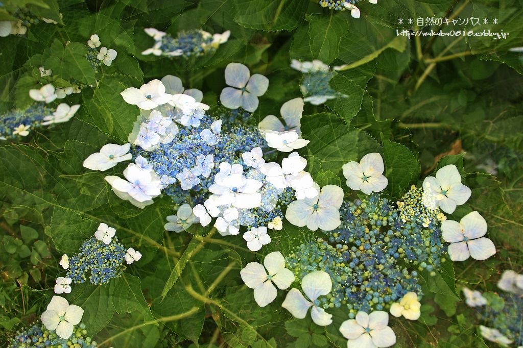 紫陽花の咲く場所をめぐって散歩(^^♪_e0052135_17583586.jpg