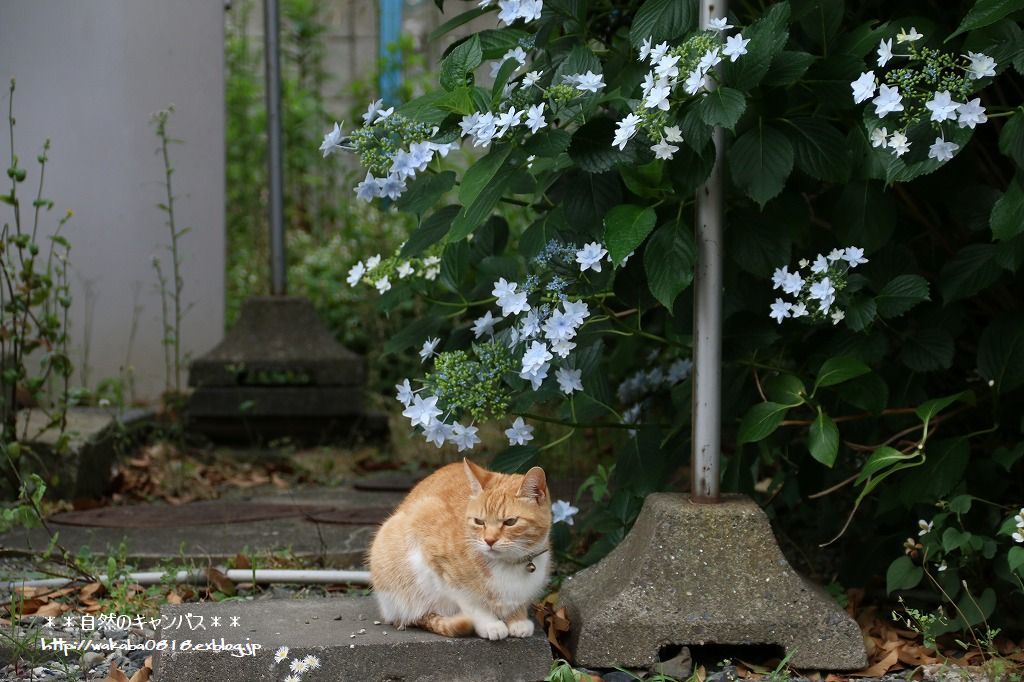 紫陽花の咲く場所をめぐって散歩(^^♪_e0052135_17591054.jpg