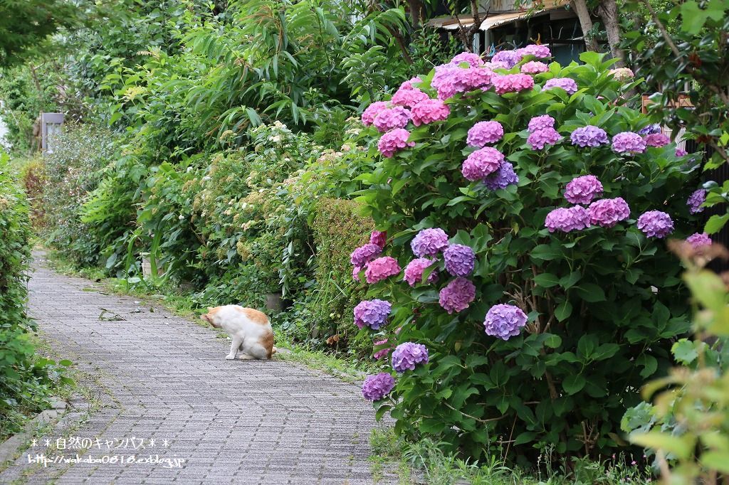 紫陽花の咲く場所をめぐって散歩(^^♪_e0052135_17591418.jpg