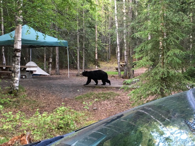 キャンプ場にクマ　Bear at Hidden Lake Campground_b0135948_15254951.jpg