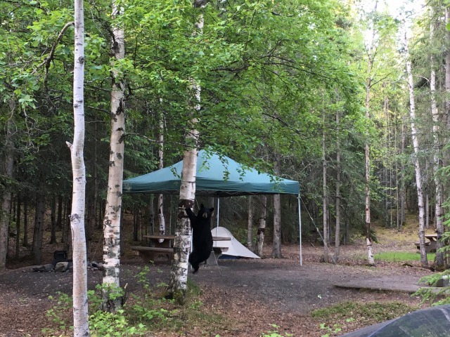 キャンプ場にクマ　Bear at Hidden Lake Campground_b0135948_15260122.jpg